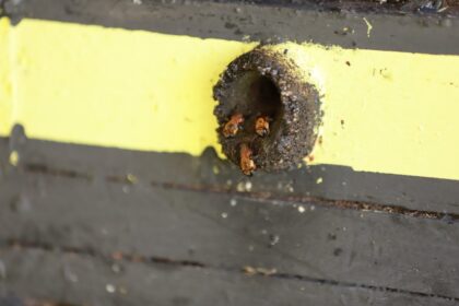 Pequeno Besouro das Colmeias: Adaf vai intensificar vigilância em criações de abelhas