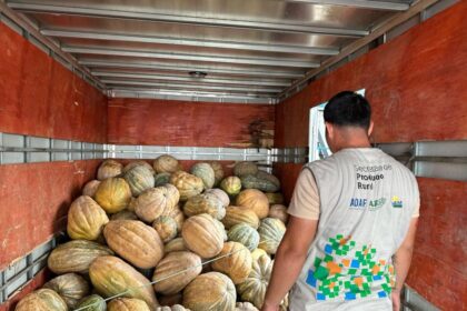 Governo do Amazonas adquire 25 toneladas de jerimum por meio do PAF