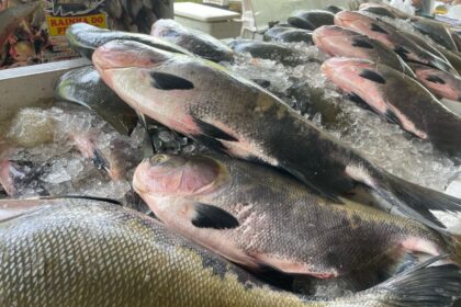 Feirão do Pescado da ADS comercializa mais de 30 toneladas de peixes em três dias de ação