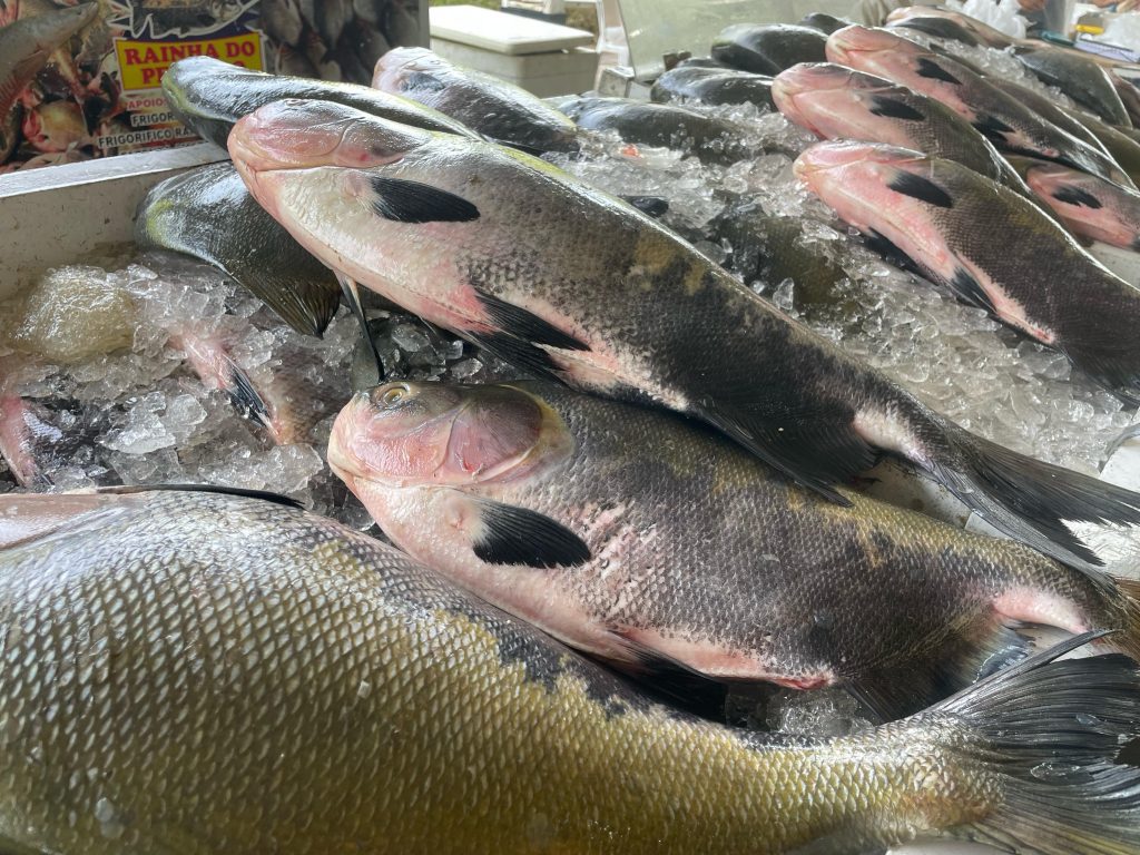 Feirão do Pescado da ADS comercializa mais de 30 toneladas de peixes em três dias de ação