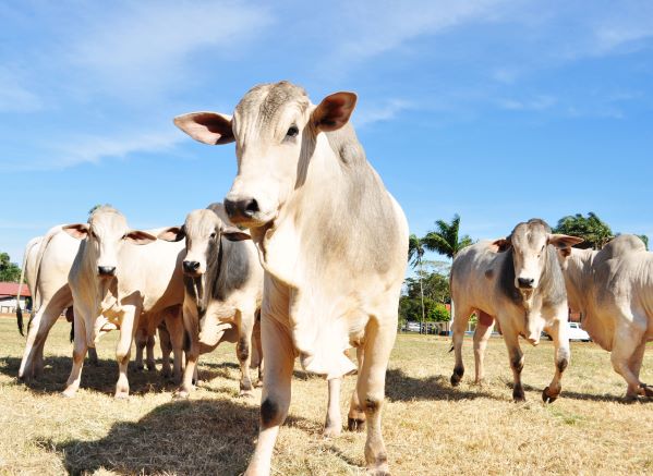 Campanha de atualização cadastral de animais começa na próxima segunda-feira, alerta Adaf