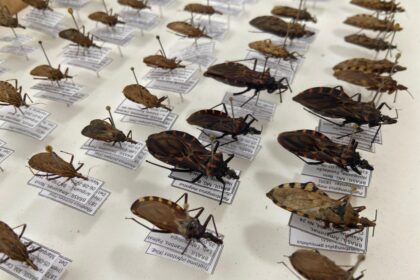 Dia Mundial da Doença de Chagas: FVS-RCP chama atenção para cuidados e prevenção