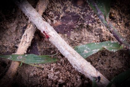 Com apoio do Governo do Amazonas, pesquisa identifica deslocamento das formigas no Arquipélago de Anavilhanas