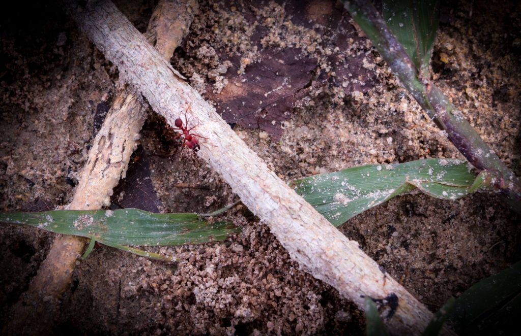 Com apoio do Governo do Amazonas, pesquisa identifica deslocamento das formigas no Arquipélago de Anavilhanas