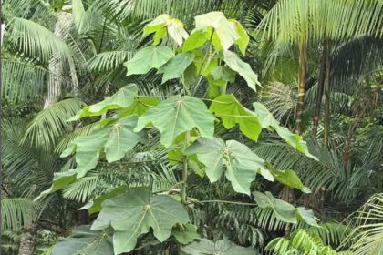 Com apoio do Governo do Amazonas, pesquisa mostra potencial biotecnológico da folha de pau-de-balsa como substituto do mercúrio na mineração