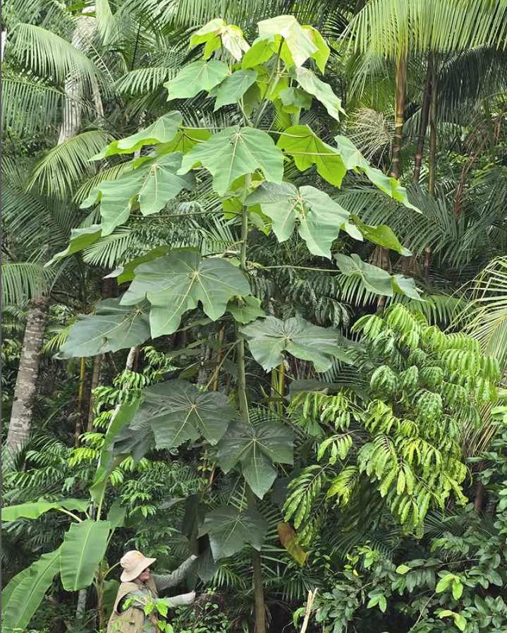 Com apoio do Governo do Amazonas, pesquisa mostra potencial biotecnológico da folha de pau-de-balsa como substituto do mercúrio na mineração