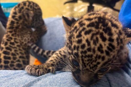 Em ação conjunta, Ipaam, Sepet, Semades e Ibama resgatam e transportam filhotes de onça para acolhimento no Cetas