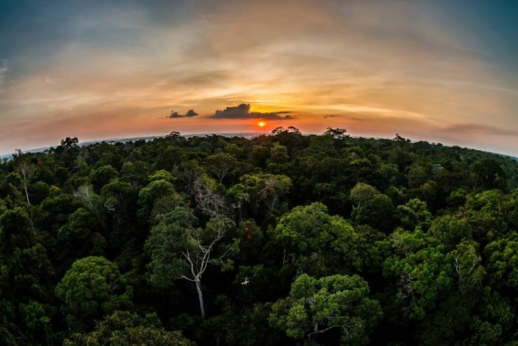 Governo do Amazonas institui Sistema Jurisdicional de REDD+