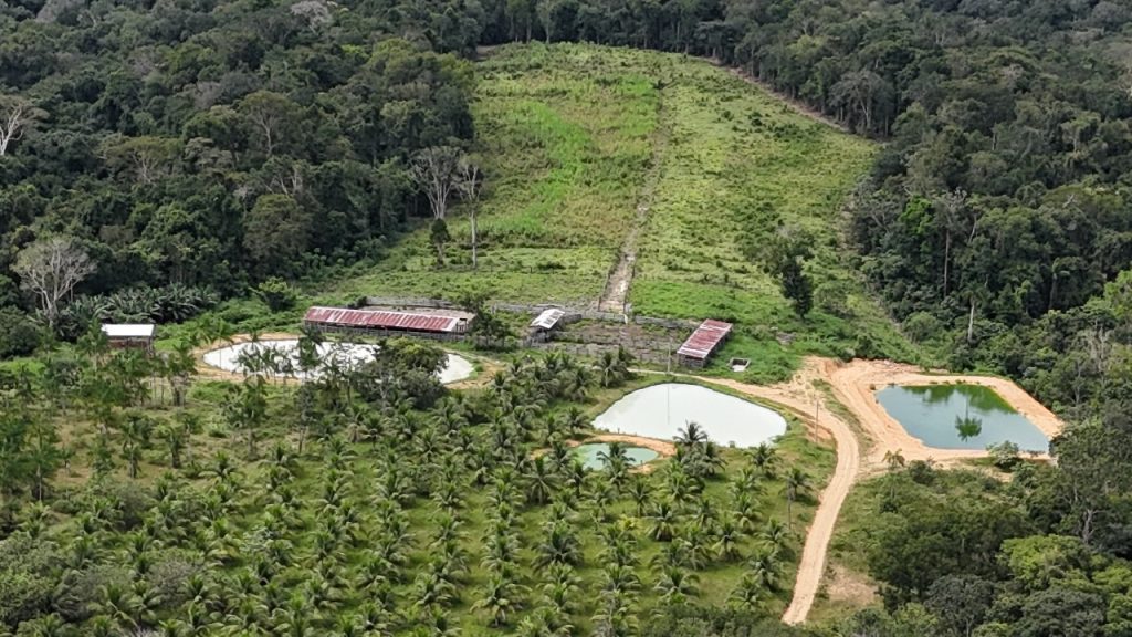 Operação do Ipaam, CPAmb e BPAmb aplica R$ 1,6 milhão em multas por crimes ambientais em Rio Preto da Eva