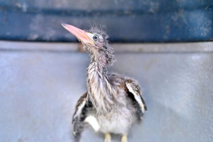 Ipaam resgata filhote de socó-boi e jiboia em bairros da zona leste de Manaus