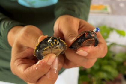 Ipaam, órgãos parceiros e comunitários se unem para soltura de mais de 300 quelônios no rio Mamuru, em Parintins