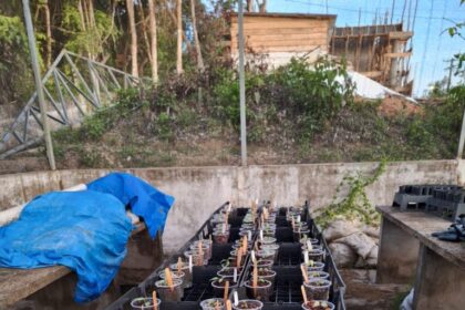 Estudo apoiado pelo Governo do Amazonas analisa potencial ornamental de folhas e frutos