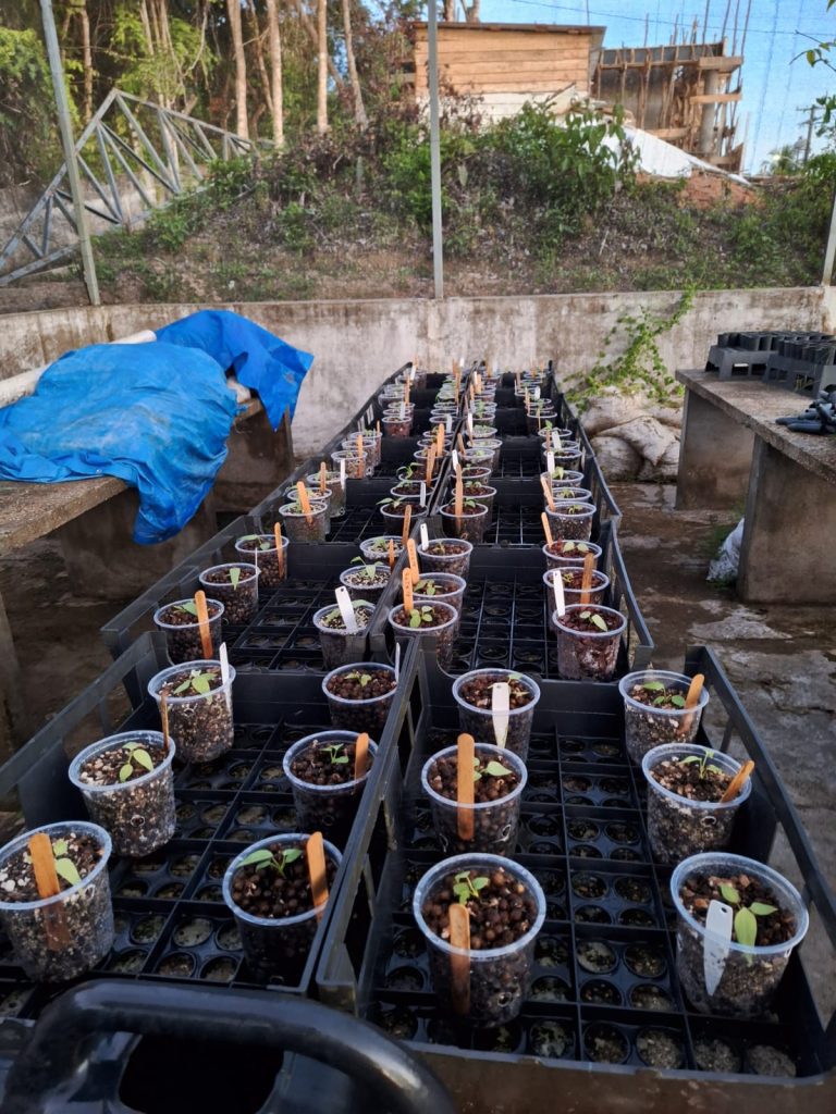 Estudo apoiado pelo Governo do Amazonas analisa potencial ornamental de folhas e frutos