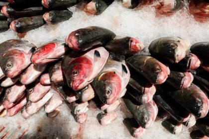 Instituições sociais destacam apoio do Governo do Amazonas com as doações de pescado na Semana Santa