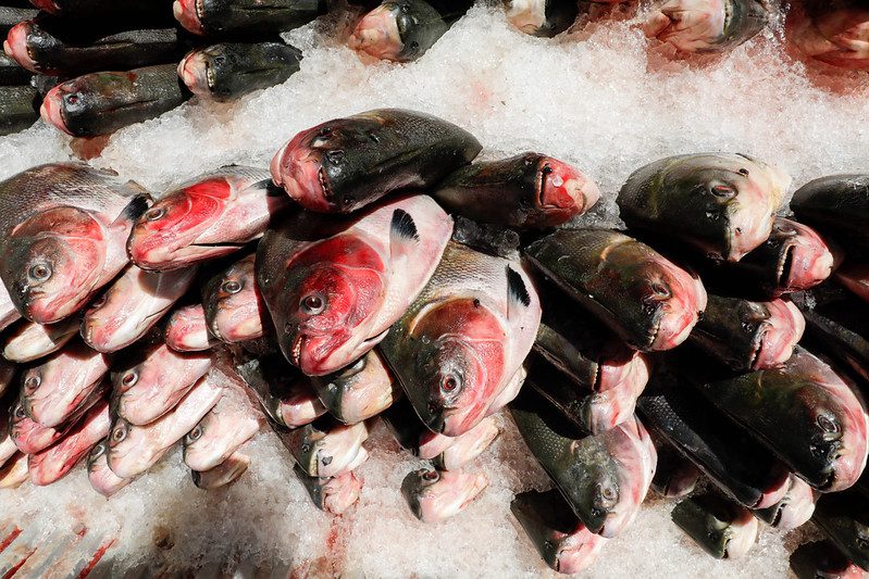 Instituições sociais destacam apoio do Governo do Amazonas com as doações de pescado na Semana Santa