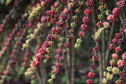 Dia Mundial do Café: Sepror potencializa o setor da cafeicultura com entregas de mudas a produtores rurais
