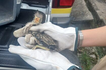 Ipaam resgata filhote de pássaro socó-boi encontrado em residência no bairro Cidade de Deus
