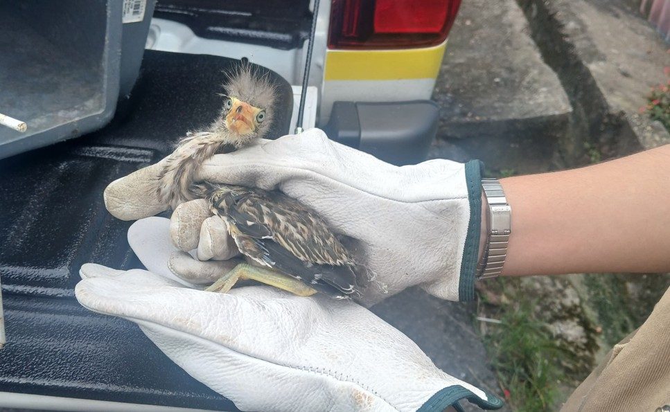 Ipaam resgata filhote de pássaro socó-boi encontrado em residência no bairro Cidade de Deus