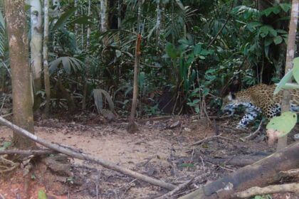 Onça-pintada é registrada por armadilha fotográfica na RDS Rio Amapá