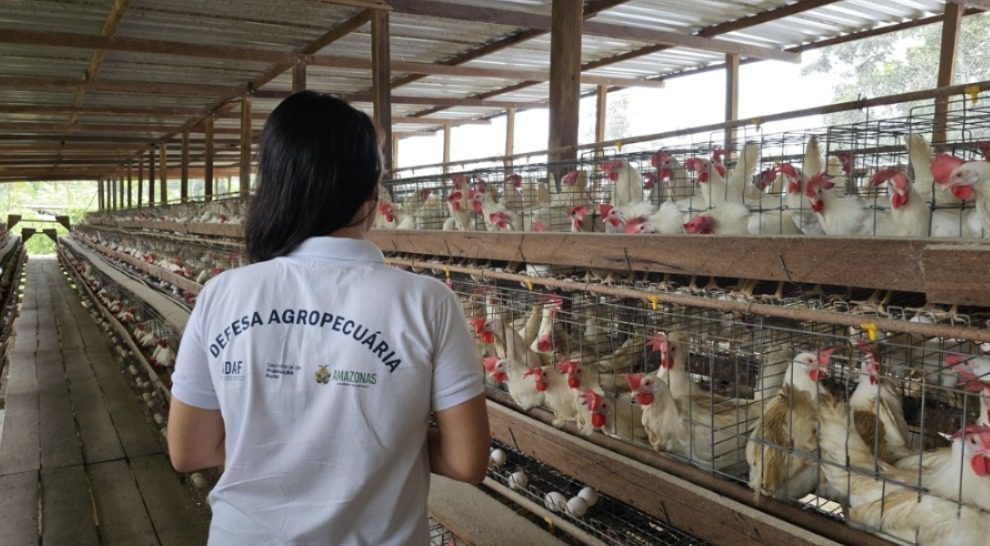 Influenza Aviária: Adaf emite orientações aos Responsáveis Técnicos de granjas do Amazonas