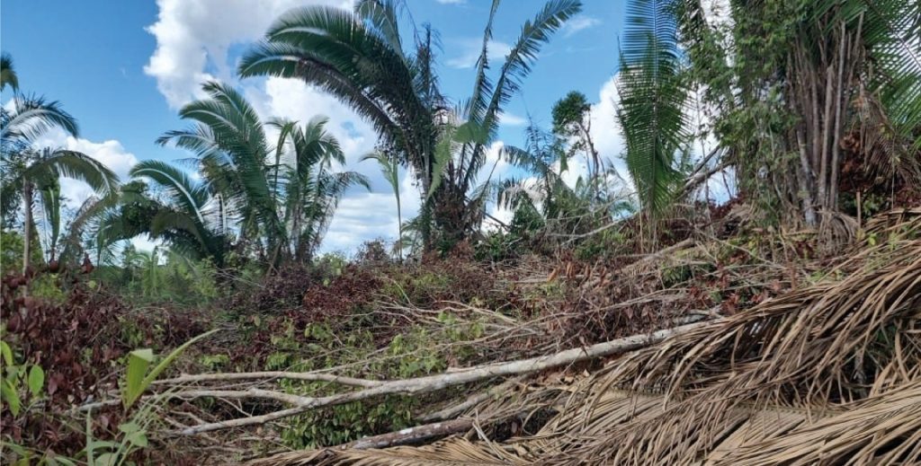 Ipaam embarga mais de 6 mil hectares por desmatamento ilegal com monitoramento remoto em abril