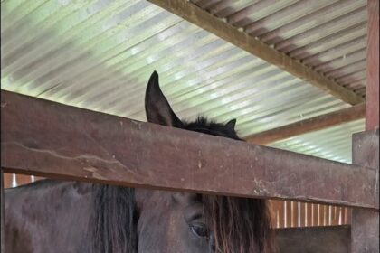 Portaria da Adaf torna vacinação contra a raiva obrigatória em Apuí, após confirmação de caso da doença em animal de produção
