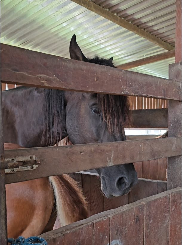 Portaria da Adaf torna vacinação contra a raiva obrigatória em Apuí, após confirmação de caso da doença em animal de produção