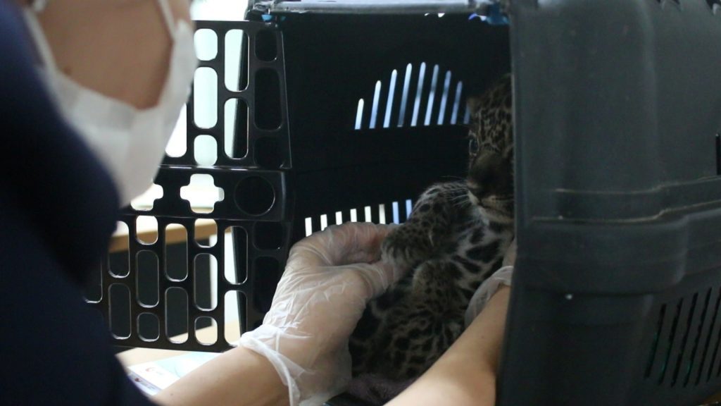 Noventa animais silvestres são resgatados pelo Ipaam de janeiro a maio