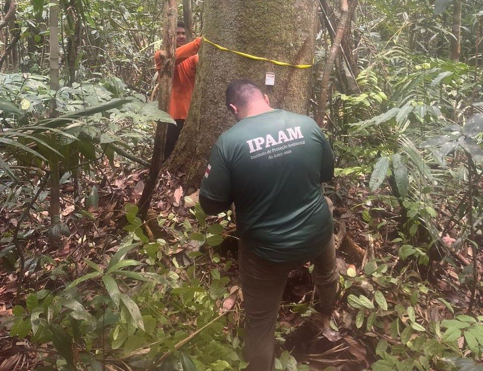 Período do Defeso Florestal chega ao fim nesta quinta-feira no Amazonas