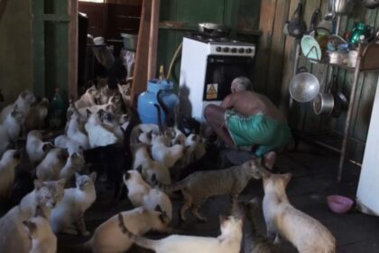 Governo do Amazonas realiza mutirão e castra 80 gatos acolhidos por casal de idosos no Careiro da Várzea