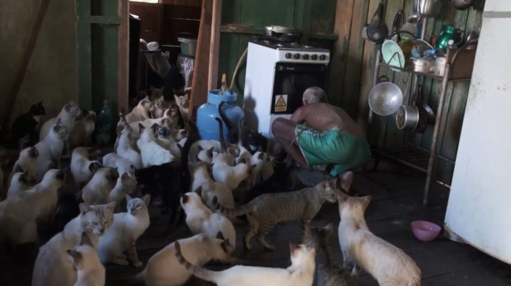 Governo do Amazonas realiza mutirão e castra 80 gatos acolhidos por casal de idosos no Careiro da Várzea