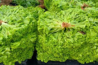 Governo do Amazonas entrega 13 toneladas de alimentos pelo PAA a entidades socioassistenciais de Manaus