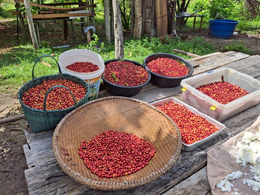 Em São Sebastião do Uatumã, agricultora familiar assistida pelo Idam inicia primeira colheita de café