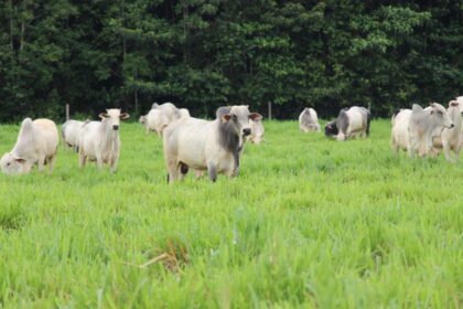 Em Itapiranga, Idam abre inscrições para o curso ‘Boas Práticas no Manejo de Cria na Pecuária’