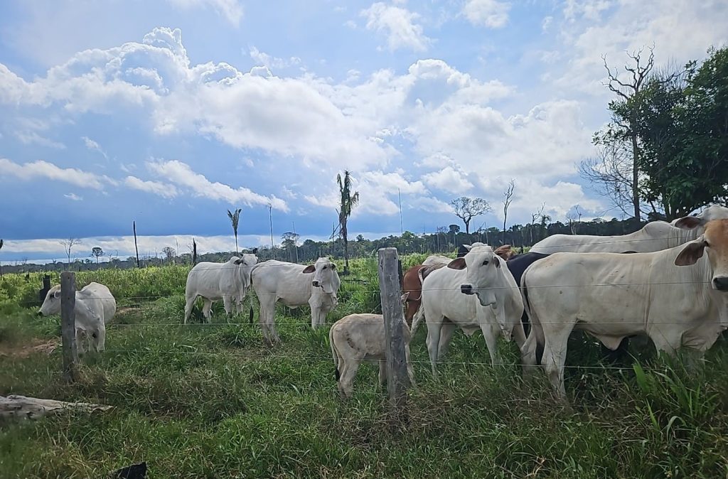 Operação Tamoiotatá V: Ipaam aplica mais de R$ 930 mil em multas por criação ilegal de gado na Floresta de Tapauá