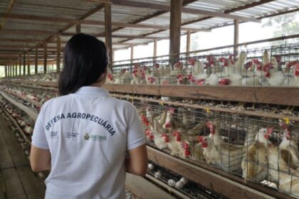 Adaf alerta sobre cuidados a serem adotados em casos suspeitos de Influenza Aviária
