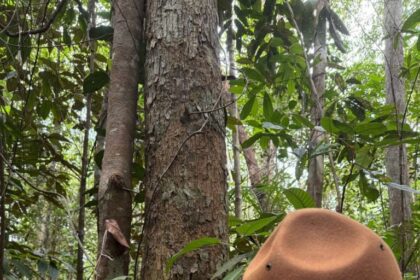 Dia do Engenheiro Florestal: ADS destaca a atuação dos profissionais em programas do órgão