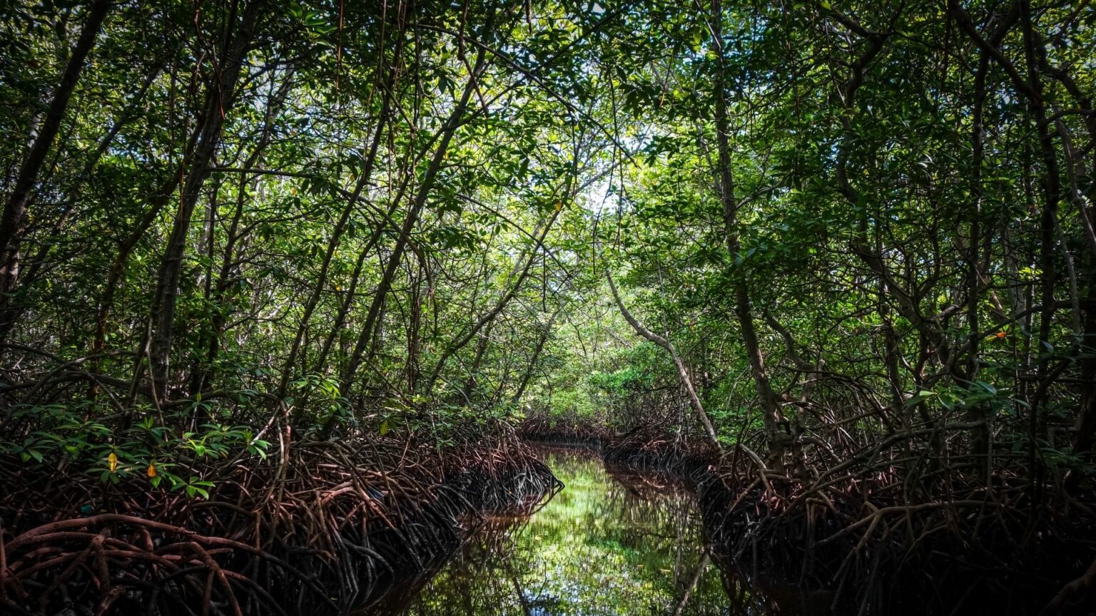 Raízes Profundas: Como Ser Como a Árvore Plantada Junto às Águas