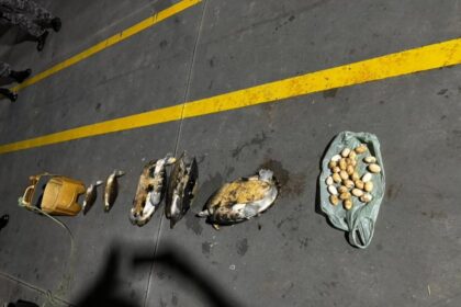 Base Arpão 2: PMAM apreende 30 quelônios durante abordagem em uma embarcação