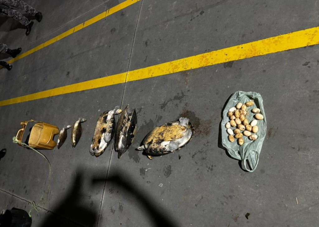 Base Arpão 2: PMAM apreende 30 quelônios durante abordagem em uma embarcação