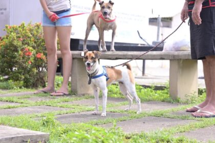 Sepet divulga data para agendamento de castração de animais no Santa Etelvina, em Manaus