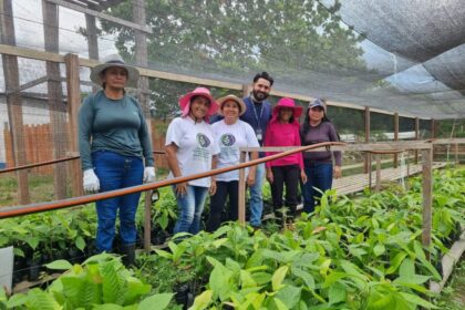 Em Boa Vista do Ramos, Idam atua na produção de mudas de cacau e açaí para a doação a agricultoras familiares