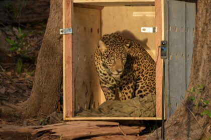 Onça-pintada resgatada no meio do Rio Negro é devolvida à natureza após operação de 24 horas, no Amazonas