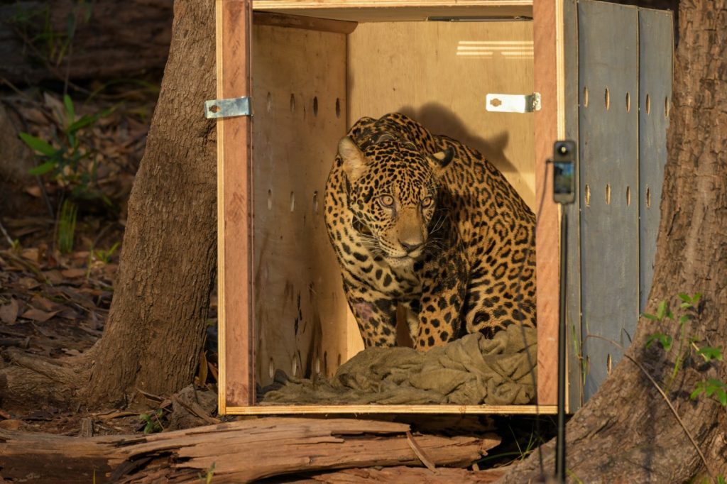 Onça-pintada resgatada no meio do Rio Negro é devolvida à natureza após operação de 24 horas, no Amazonas