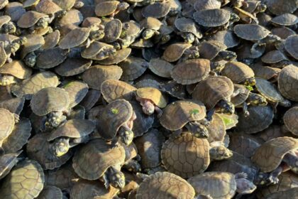 Sema Amazonas promove soltura de 380 mil quelônios no Médio Juruá