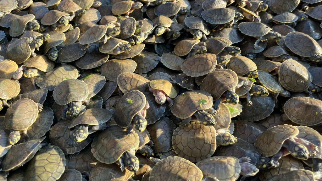 Sema Amazonas promove soltura de 380 mil quelônios no Médio Juruá