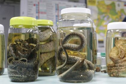 Serpentes seguem como principal causa de acidentes no Amazonas, aponta levantamento da FVS-RCP