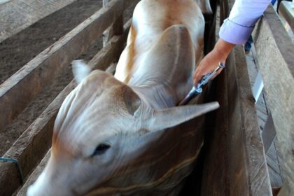 Prazo para vacinação contra a raiva dos herbívoros inicia no dia 12 de janeiro, alerta Adaf