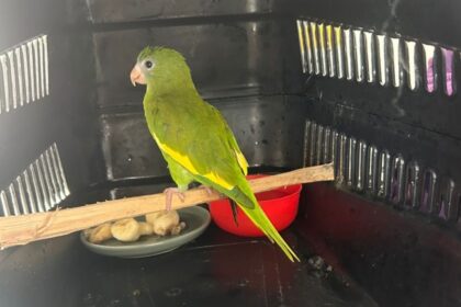 Ipaam resgatou 389 animais silvestres em Manaus ao longo em 2025