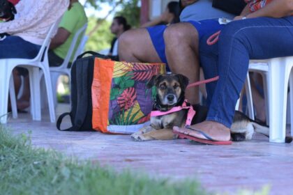Sepet divulga datas de agendamento presencial para o Castramóvel no Shopping ViaNorte